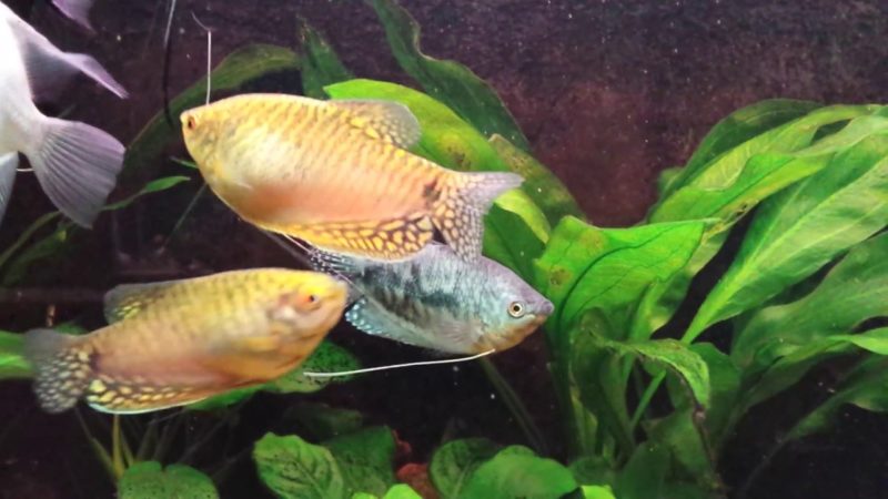 Compatibility of dwarf gouramis with angelfish