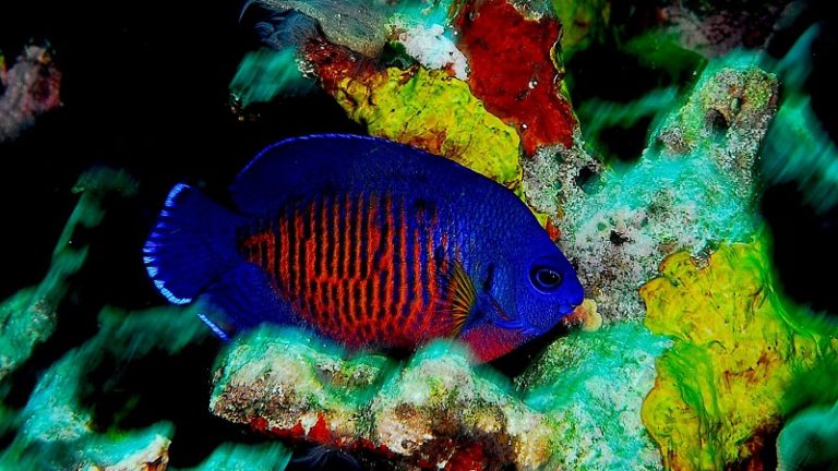 Coral Beauty Angelfish Best Profile: Size, Behavior, Lifespan, Diet, Breeding & More