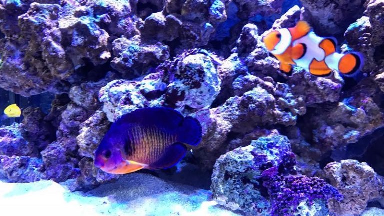 Top 13 Best Coral Beauty Angelfish Tank Mates