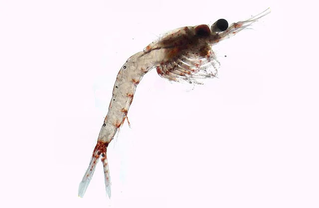 Coral beauty can feed on mysis shrimp