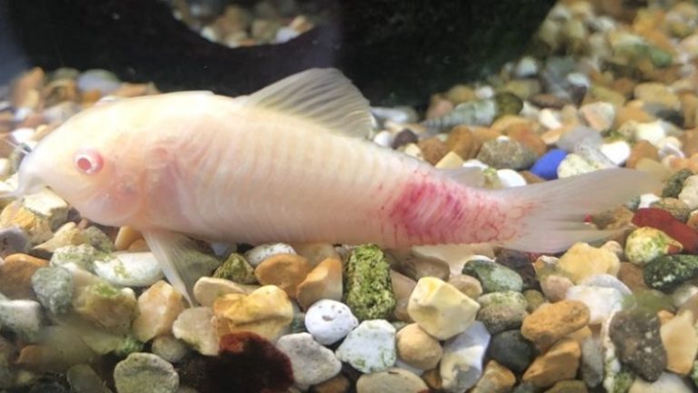 Cory Catfish Ammonia Poisoning And Best Ways To Treat The Condition