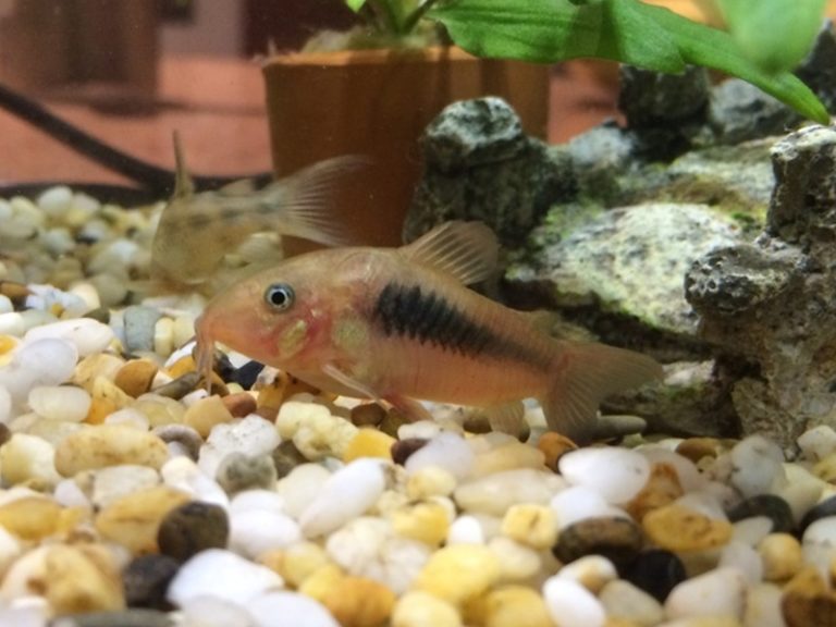 Cory Catfish Ammonia Poisoning The Best Ways To Treat It!