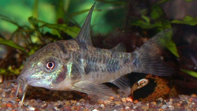 3 Reasons Why Cory Catfish Darting To Surface For Aquarium Enthusiasts