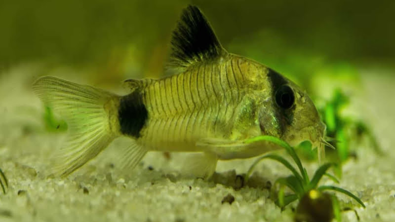 Cory Catfish Digging Up Plants!!! | Learn The Exclusive Solution To This Problem