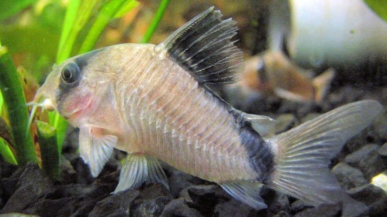 All About Cory Catfish Dropsy: Important Causes, Symptoms, Treatment & Prevention