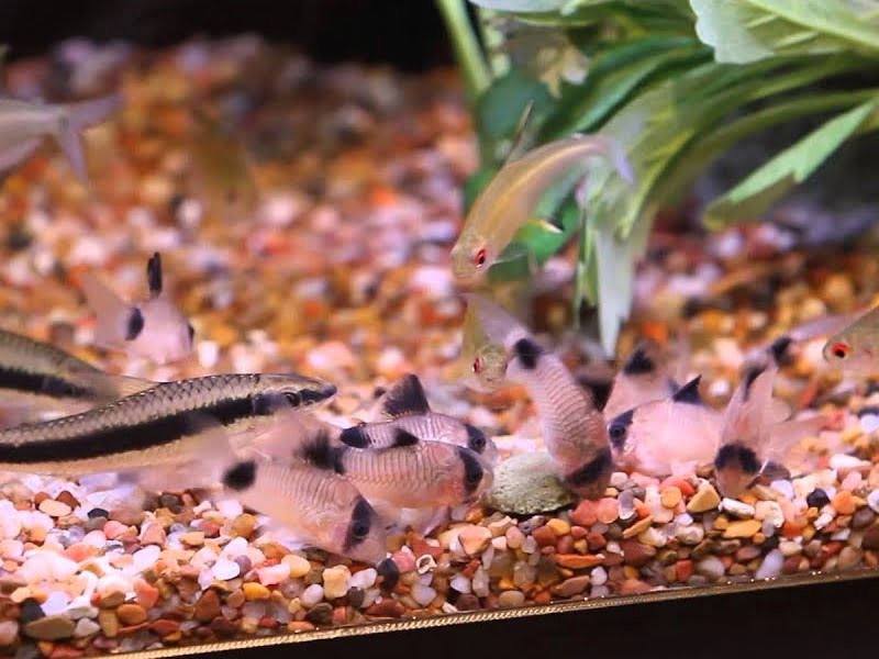 Cory catfish eat everything edible that they can find