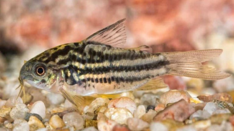 Cory Catfish Eat Poop: 4 Questions Will Answer All Your Wonders