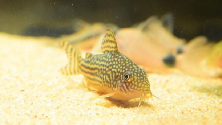 Cory Catfish Eyes Bulging: 5 Useful Information You May Need