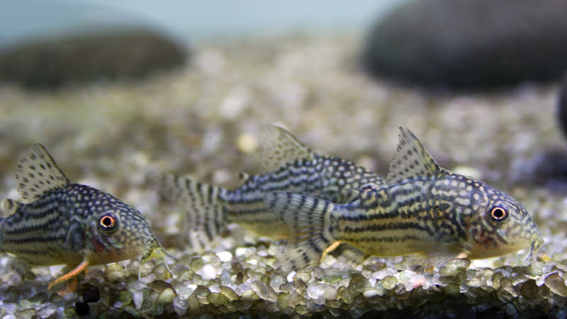 How To: Cross Breeding Cory Catfish | Amazing Aquarium Tips