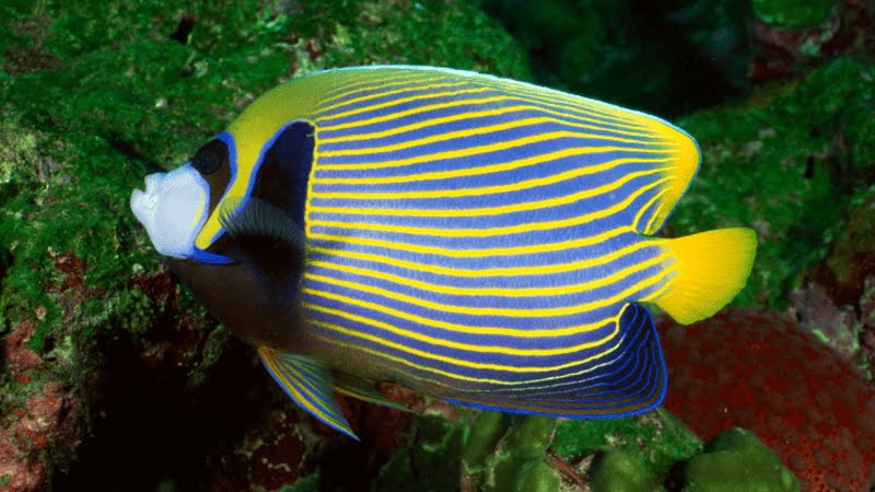 Q&A: Do Angelfish Eat Algae? - Will They Get Sick? | Amazing Aquarium
