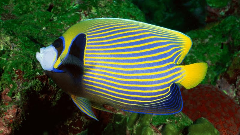 Q&A: Do Angelfish Eat Algae? | Amazing Aquarium