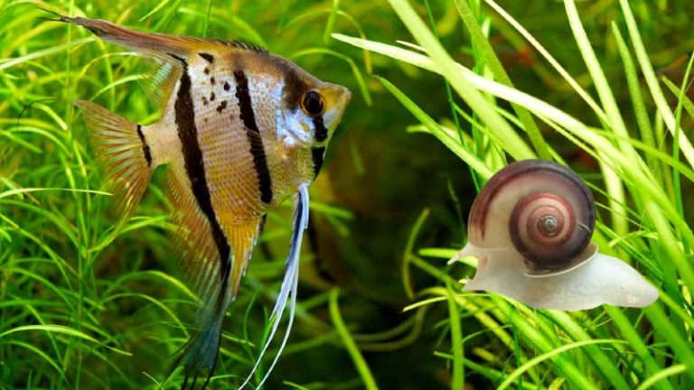 Do Angelfish Eat Snails? 8 Outstanding Features That You May Not Know