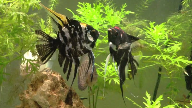 Do Angelfish Fight And 6 Ways To Make Them Stop Fighting With Others