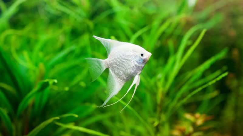Do Angelfish Get Lonely? - 3 Things You Need To Know