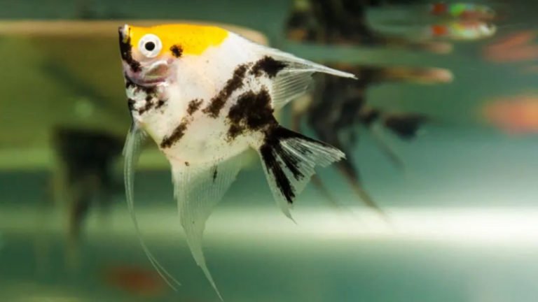 Do Angelfish Jump? - 6 Reasons and 6 Ways To Stop Them Jumping Out Of Their Tank