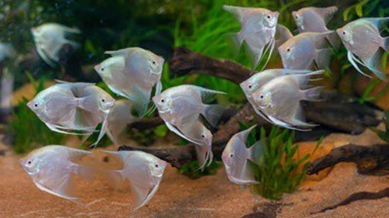 Do Angelfish Like To Be In Groups? - Top 5 Questions Will Answer All Your Wonders