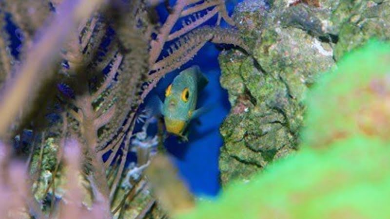 Do Angelfish Like To Hide? 7 Reasons Will Answer All Your Wonders