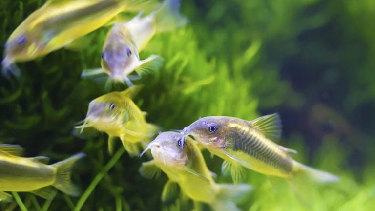 Aquarium Q&A: Do Cory Catfish Eat Planaria? Will They Get Sick Because Of It?