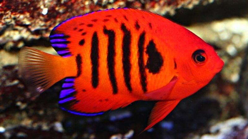 Dwarf angelfish characteristics