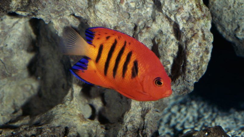 Dwarf angelfish feeding frequency