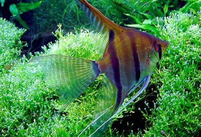 Dwarf angelfish freshwater