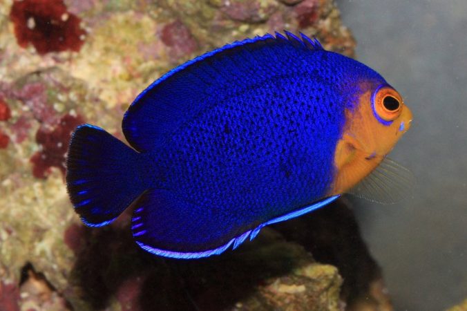 Dwarf angelfish overview