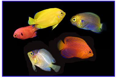 Dwarf Angelfish tank mates