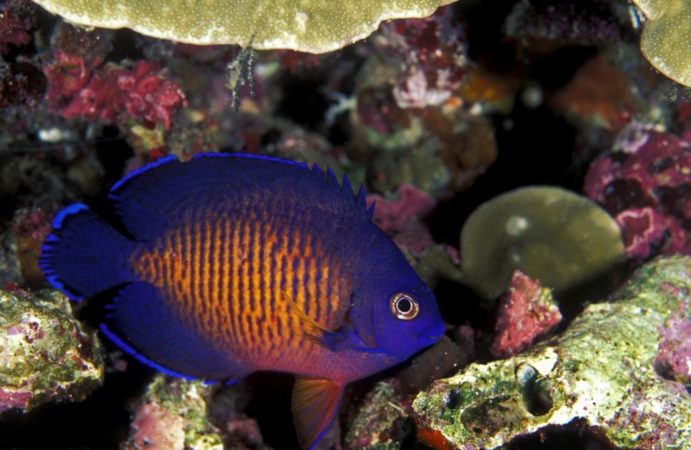 Dwarf coral beauty angelfish breeding