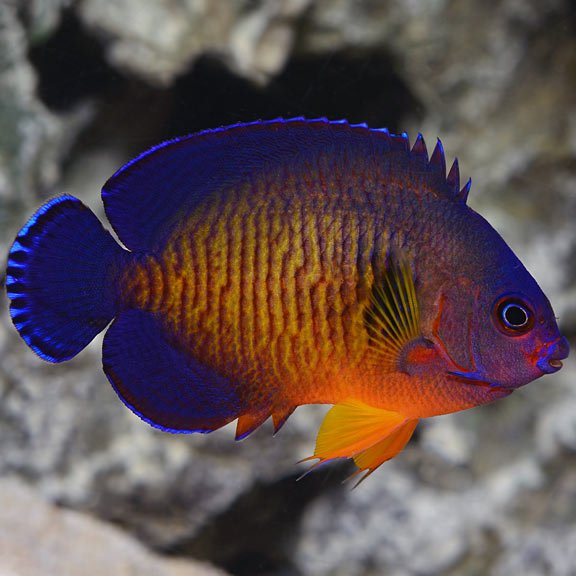 Dwarf coral beauty angelfish distribution and background