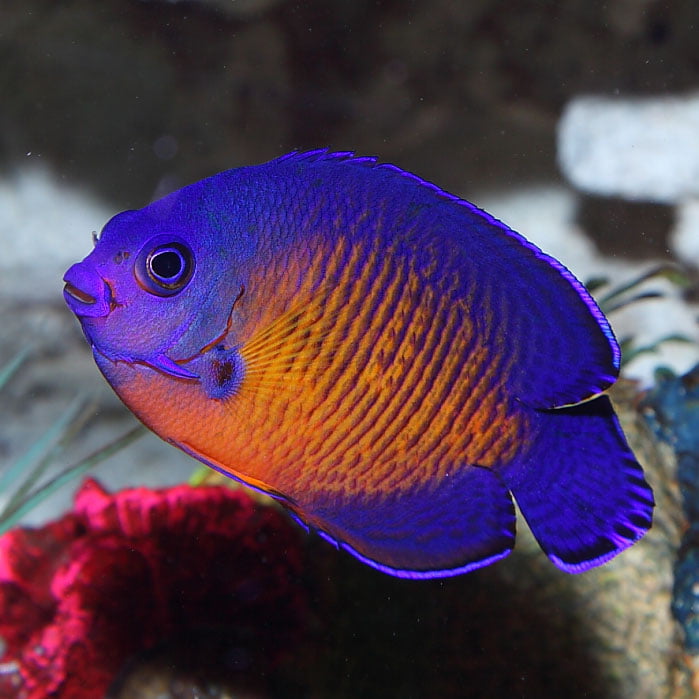 Dwarf coral beauty angelfish lifespan