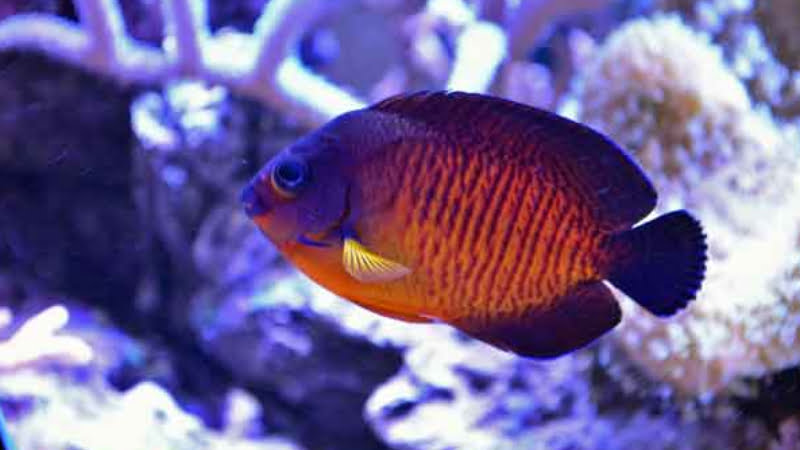 About Dwarf Coral Beauty Angelfish: Life span, Behaviors, Habitat, And More
