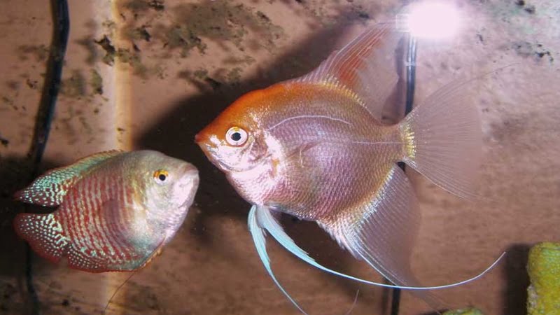 Dwarf Gourami And Angelfish: 4 Characteristics That You May Not Know