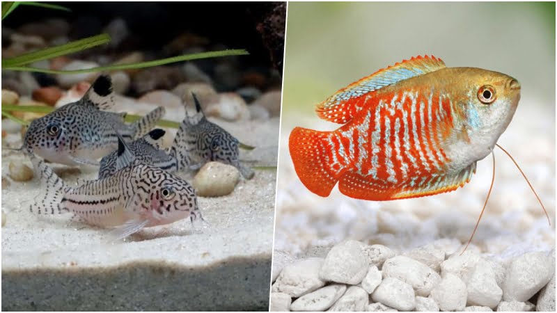 Dwarf Gourami And Cory Catfish: 7 Things For Perfect Harmony