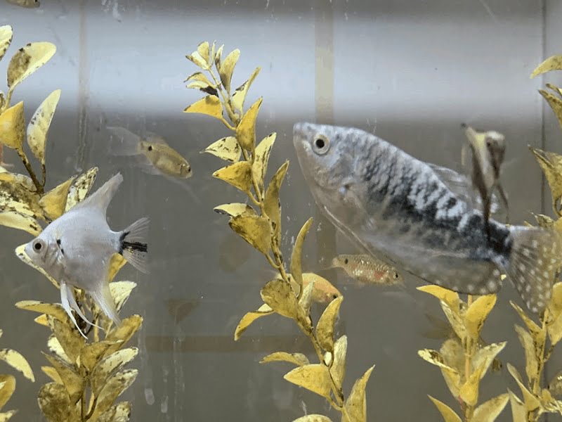 Dwarf Gourami are great tank mates for Angelfish