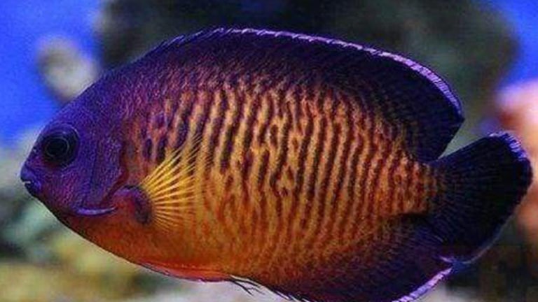 Dwarf Pygmy Coral Beauty Angelfish: Detailed Information About Appearance, Habitat, Behavior, Tank, Care,...