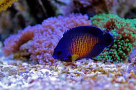 Dwarf pygmy coral beauty angelfish breeding