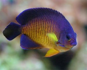 Dwarf pygmy coral beauty angelfish care