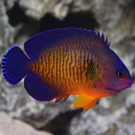 Dwarf pygmy coral beauty angelfish overview