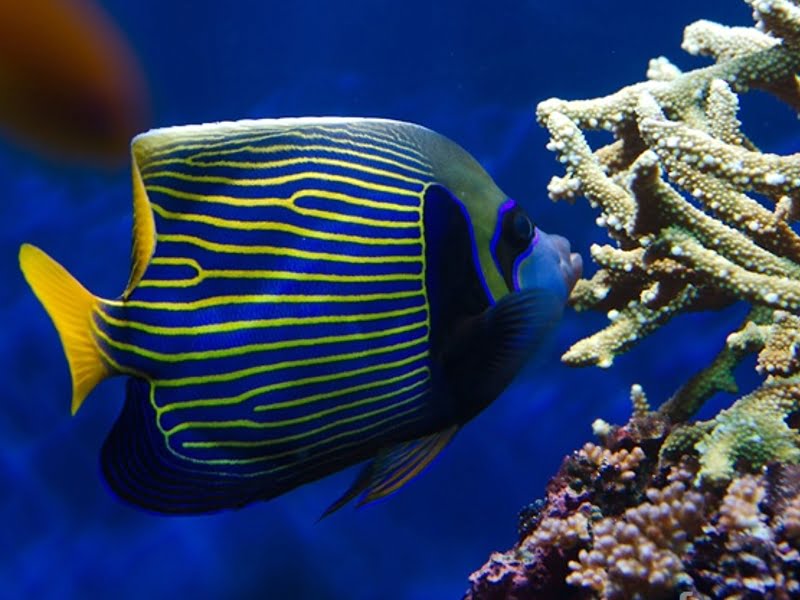 Emperor angelfish eat sponges