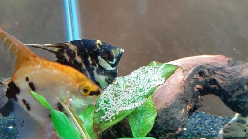 Female angelfish lays eggs and the male fertilizes them