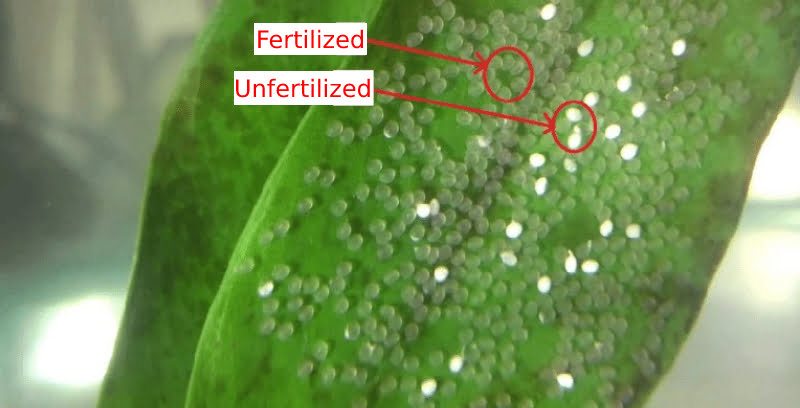Fertilized vs Unfertilized Angelfish Eggs