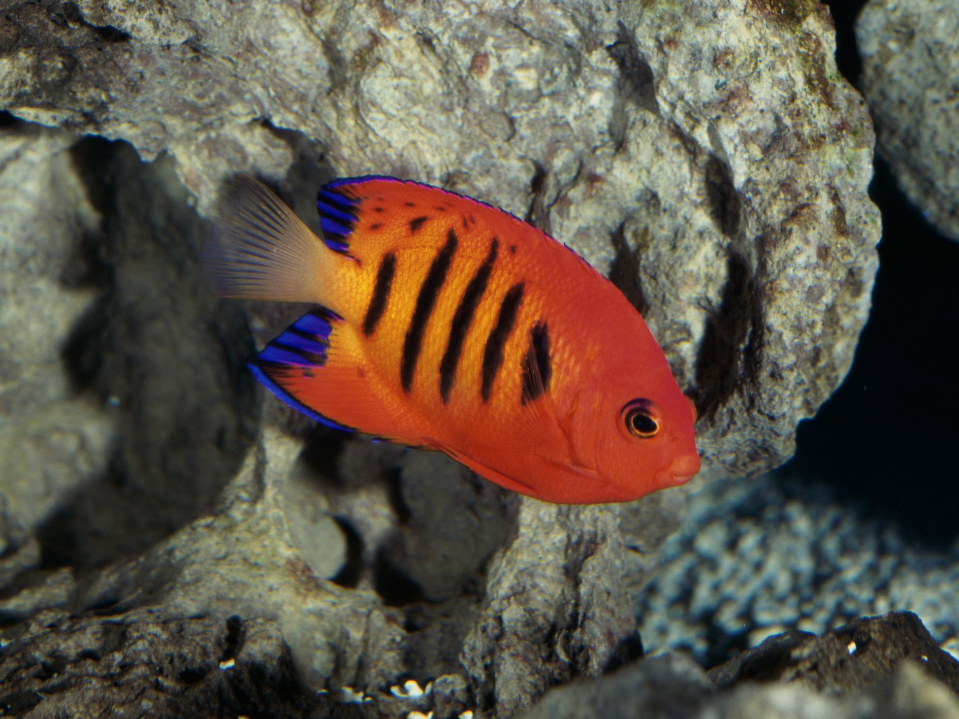 Top 7 best dwarf angelfish for reef tank (with picture)