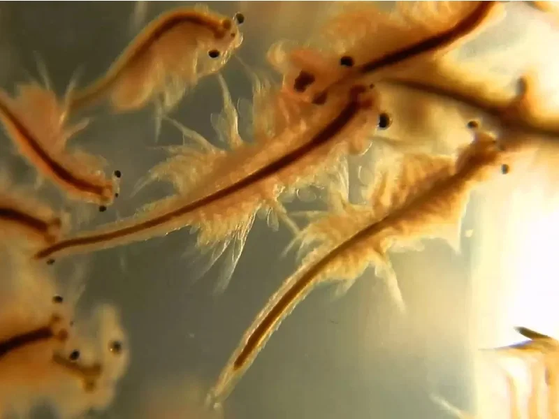 Fresh brine shrimps are the favorite food for angelfish