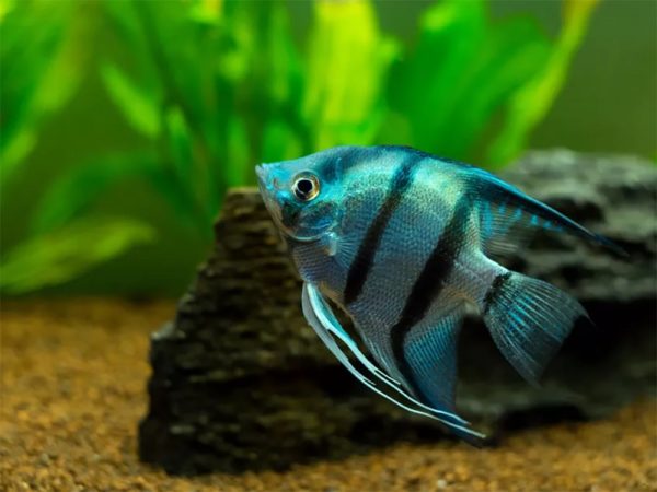 Freshwater angelfish live in warm water