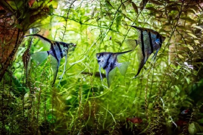 Freshwater angelfish prefer dense vegetation regions