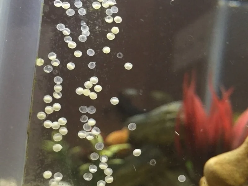 Fungus on cory catfish eggs will kill them before they hatch