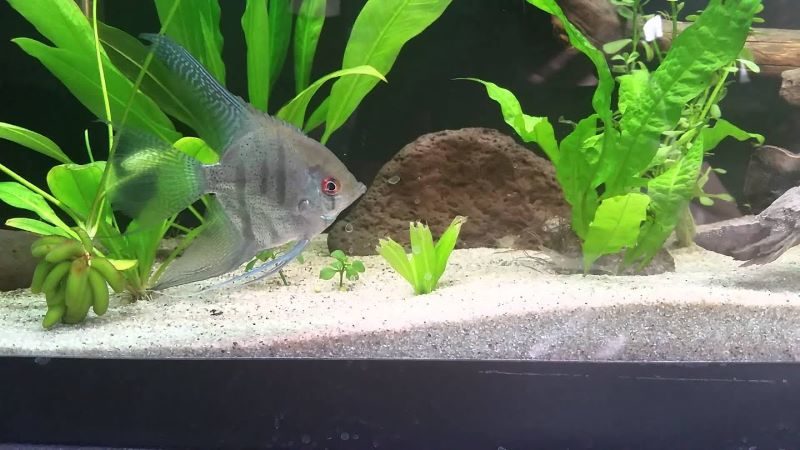 Ghost shrimp and angelfish