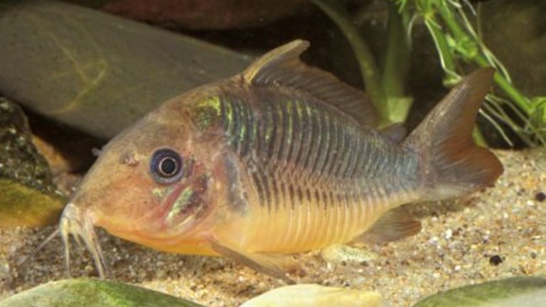 Giant Cory Catfish: Which Make The Terrific Emerald Catfish?