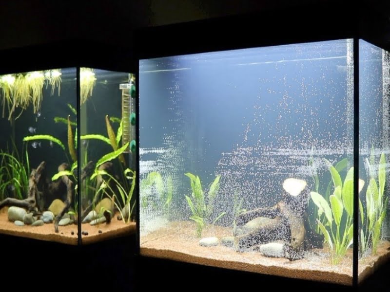 Give a larger tank or ample living area for cory catfish