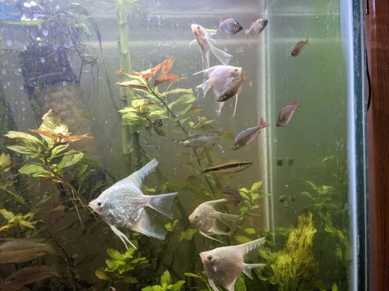 Give your angelfish some tank mates